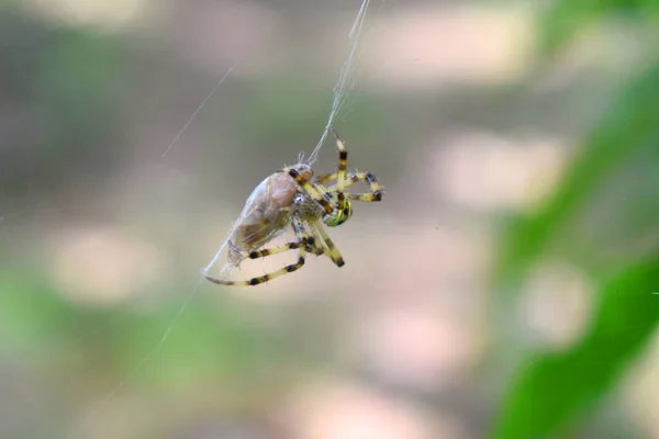 一只黄色和黑色的蜘蛛用它的网包裹着昆虫 这就是动物的行为 泰国热带雨林中的野生昆虫背景模糊 — 图库照片