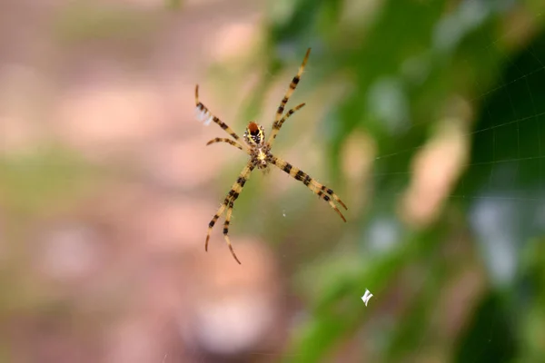 우림의 거미줄에 노란색 과검은 거미의 사진은 자연적으로 배경을 가지고 있습니다 — 스톡 사진