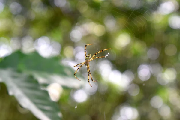 우림의 거미줄에 검은색 노란색의 마리가 녹색의 Bokeh 무늬가 흐릿하게 보이는 — 스톡 사진