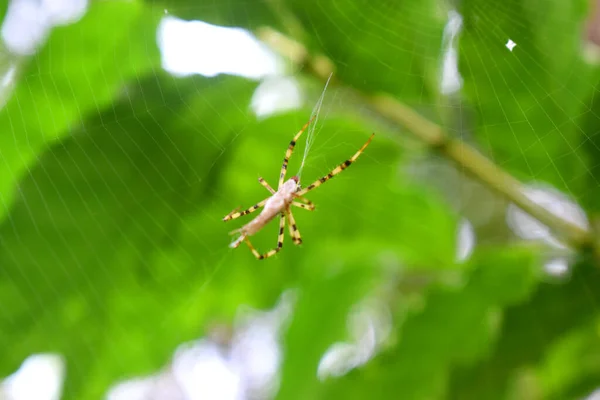 색깔의 스파이더 Argiope Spider 곤충을 감싸고 — 스톡 사진