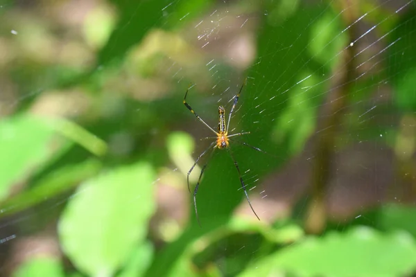 거미줄 검은색 노란색의 거미가 초록색 흐릿하게 보이는 것입니다 태국의 우림에 — 스톡 사진
