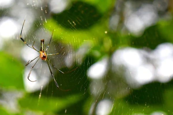 거미의 위에서 아래로는 라이트와 흐릿하게 빛나는 거미줄 있다고 주장한다 — 스톡 사진