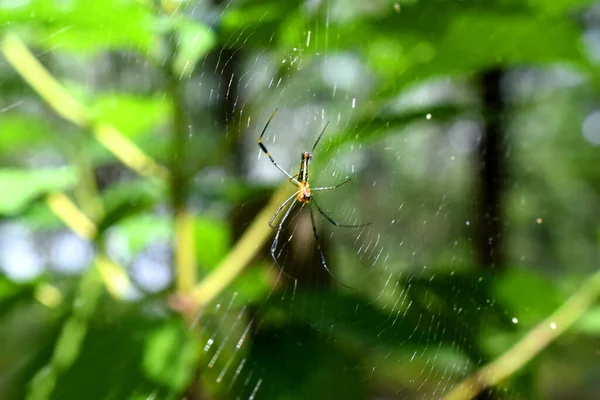거미의 사진은 라이트와 거미줄에 있다고 주장한다 — 스톡 사진