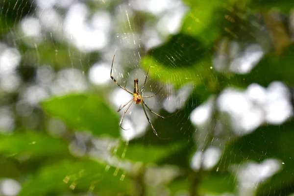 베버거미는 거미집에서 라이트와 흐릿하게 빛나고 있다고 주장한다 — 스톡 사진