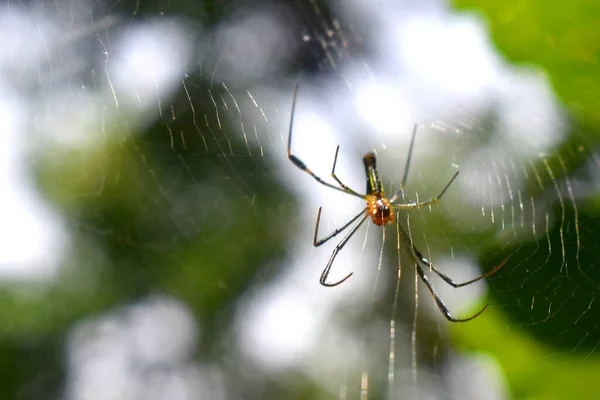 노란색을 거미의 부분은 거미집에서 라이트와 흐릿하게 보이는 수있다 타이의 우림의 — 스톡 사진