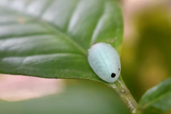 Caterpillar Moth Acraga Coa Called Jewel Caterpillar Climbing Green Leaf — Stock Photo, Image