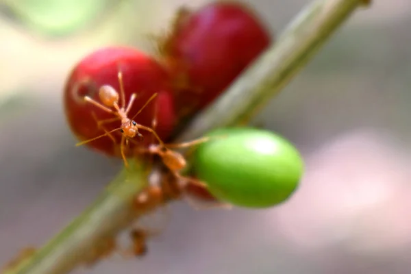 Close Red Ant Looks Camera Stands Red Coffee Cherry Blurred — Stock Photo, Image