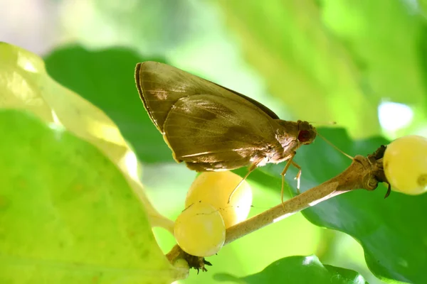 Nahaufnahme Seitliche Ansicht Des Braunen Schmetterlings Der Auf Einem Ast — Stockfoto