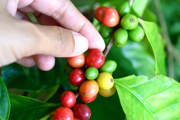 Human picking raw coffee cherry fruits with green leaves on tree branch of coffee plant. Organic Arabica coffee growing in the plantation at Countryside of Thailand.