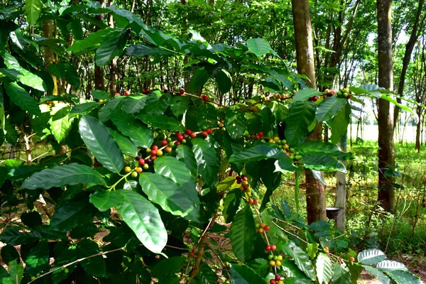 新鮮なコーヒー豆熟した赤い果実とコーヒー植物に緑色の葉を持つコーヒーの木のブランチ上の緑の生の果実 タイのカントリーサイドのプランテーションでオーガニックアラビカコーヒー — ストック写真
