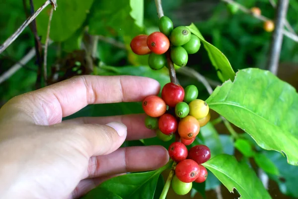 Close Human Hand Holding Ripping Red Green Berries Coffee Beans — Stock Photo, Image