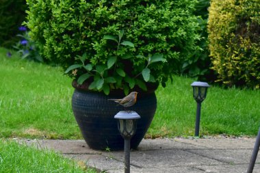 Avrupa bülbülü güneş bahçesinin ışıklarına tünemiş bahar mevsiminde bahçede yiyecek arıyordu. Boşluğu kopyala, doğa arkaplanı.
