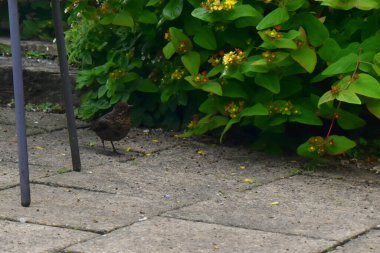 Genç bir karatavuk yeşil yapraklı doğa arka planıyla yerde duruyor. İngiltere 'deki bahçede vahşi kuşlar. Boşluğu kopyala.