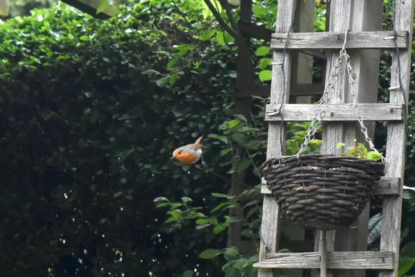 The European Robin is flying from weaving basket in garden in spring season. Copy space, nature background.