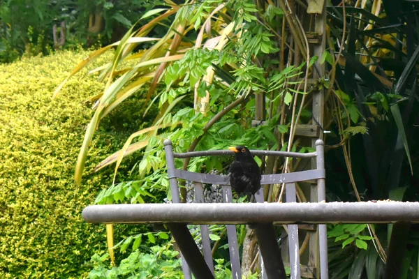 Merle Mâle Tient Sur Table Dans Jardin Avec Fond Vert — Photo
