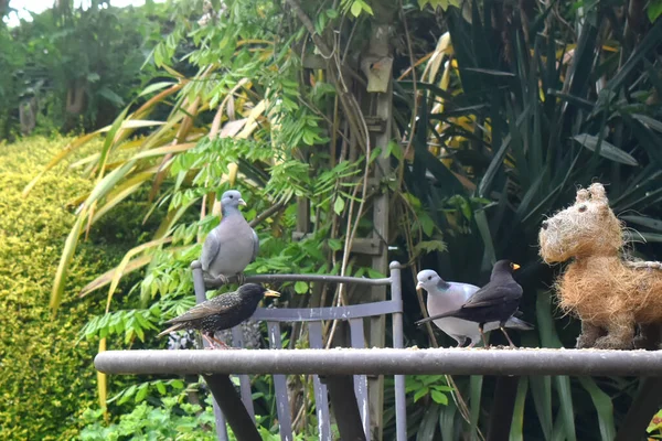 Grupo Pássaros Dois Pombos Melro Starling Alimentando Mesa Jardim Primavera — Fotografia de Stock