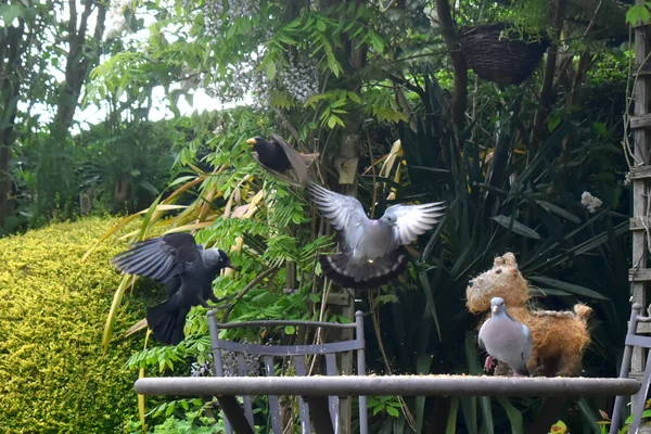 Tiempo Encantador Viendo Los Pájaros Vienen Comer Comida Tabla Jackdaw — Foto de Stock