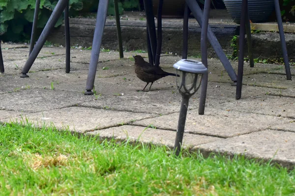 A young blackbird stands on the floor in garden, Wild birds in garden in The UK.