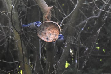 İki Bluetit kuşu Hindistan cevizi kabuğundan beslenir..
