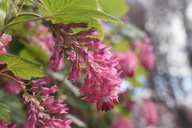 Bokeh ışıkları üzerindeki güzel çiçekli frenk üzümünün (ribes sanguineum) yakın plan görüntüsü bulanıklaştı.