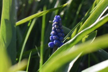 Yeşil yapraklar bulanık arka planda çiçek açan BlueBell çiçeklerine odaklanın. İngiltere 'de bahar sezonu.