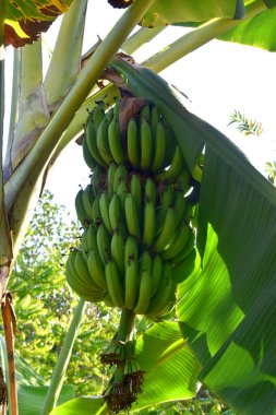 Yeşil bir ağaçtan sarkan çiğ yeşil muz meyveleri dalıyla Tayland 'ın kırsalında güneşli bir günde arka plan bulanıklaşmıştı..