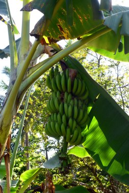 Tayland 'da güneşli bir günde, yeşil bir arka planda, ağaçta sallanan yapraklı yeşil muz dalıdır.
