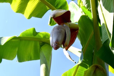 Ağaçtan sarkan yeşil yapraklarla mavi arka planda sallanan bir muz çiçeğinin yakın çekimi..