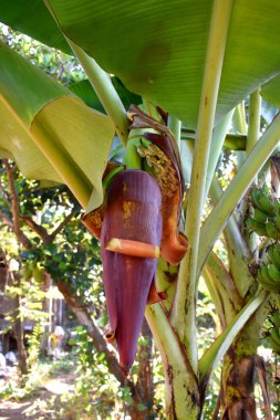 Tayland kırsalının arka bahçesindeki ağaçtan sarkan muz çiçeğinin yakın çekimi.