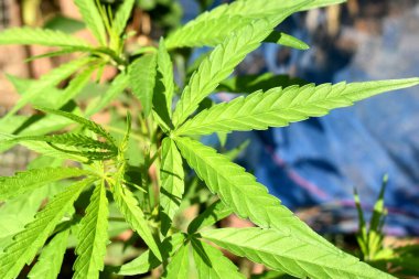 Güneşli bir günde, Tayland 'ın kırsal kesimindeki bir bahçe bahçesinde yeşil kenevir yapraklarına yakın çekim.