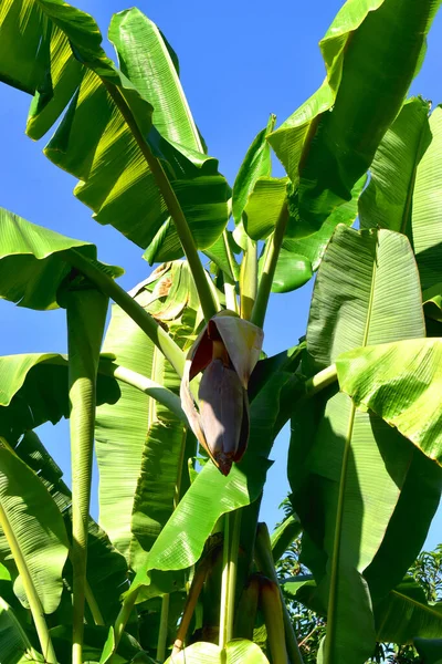 美丽的香蕉树 花朵绽放 绿叶蓝天背景 — 图库照片