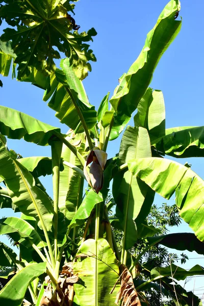 Arborele Frumos Banane Înflorire Flori Frunze Verzi Fundal Albastru — Fotografie, imagine de stoc