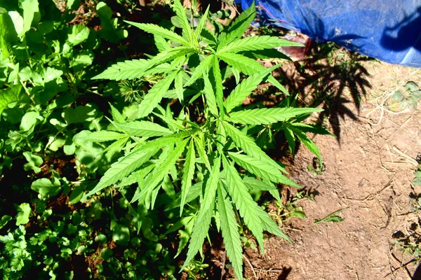 Una Planta Cannabis Verde Joven Cáñamo Crece Suelo Con Luz — Foto de Stock