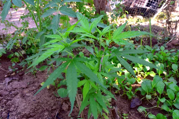 Plantas Cannabis Verde Que Crecen Jardín Con Vegetales Orgánicos Enfoque — Foto de Stock