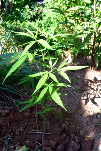 Una Marihuana Joven Planta Cannabis Creciendo Suelo Con Luz Solar — Foto de Stock