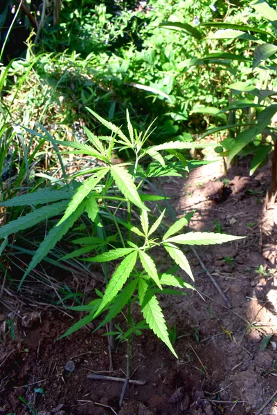 Bio Cannabiskraut Auf Dem Boden Garten Anbauen — Stockfoto