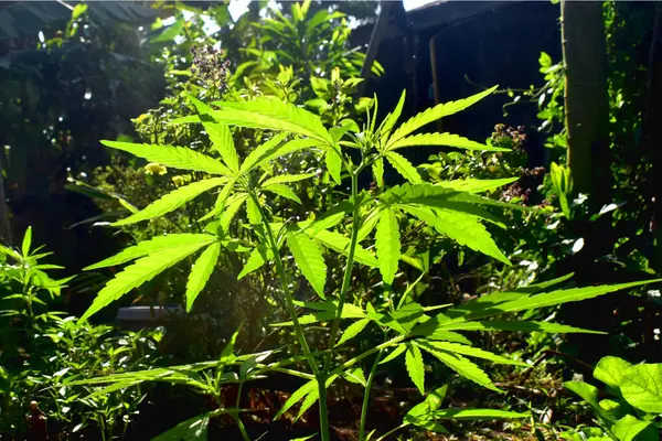 Fresh Green Leaves Marijuana Cannabis Plant Sunlight Sunny Day Growing — Stock Photo, Image