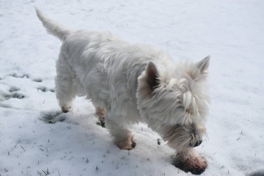 West Highland Beyaz Teriyeri. Bahçede beyaz kar üzerinde yürüyen sevimli bir köpek..