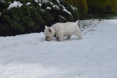 West Highland Beyaz Teriyeri. Bahçede beyaz kar üzerinde pusu kuran sevimli bir köpek.