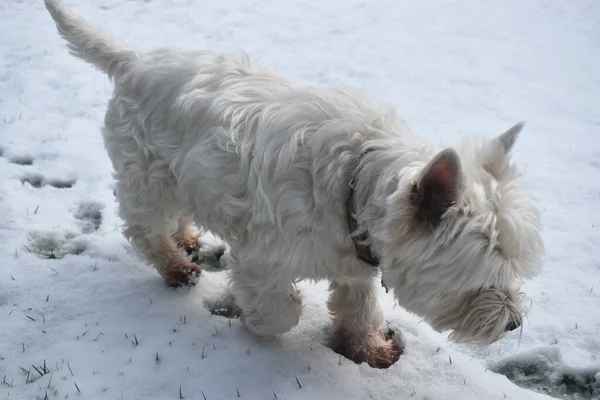 A cute dog walking and sniffing on white snow in a backyard garden in The UK.  West Highland White Terrier.