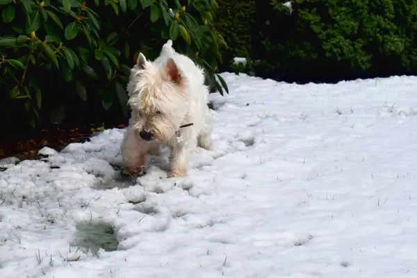 Yeşil yapraklı beyaz kar üzerinde yürüyen sevimli bir köpek doğa bulanık bir arka plan. Batı Highland Beyaz Teriyeri.