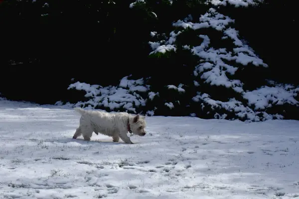 West Highland White Terrier.  A side view of a dog walking on a white snow-covered green grass field in a garden with sunlight on a dark background.