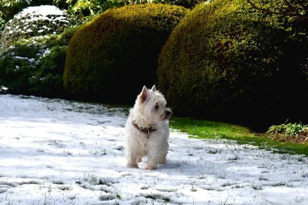 West Highland White Terrier. A cute westie dog turns away from a camera and stands on white snow-covered green grasses with sunlight on green leaves nature background on a sunny day.