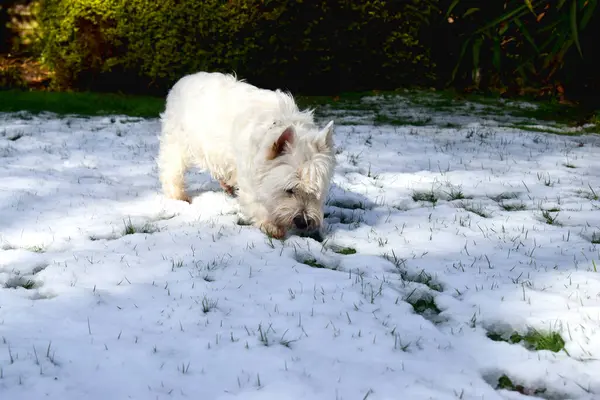 A cute dog sniffing on a white snow-covered green grass field. West Highland White Terrier.