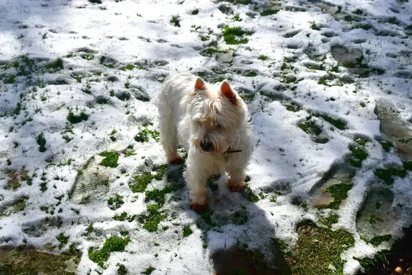A cute dog stands on a white snow-covered green grass field in the garden with sunlight on a sunny day in the UK. West Highland White Terrier.