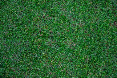 Green nature grass texture empty grass background top view