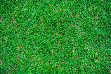 Green nature grass texture empty grass background top view