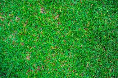 Green nature grass texture empty grass background top view