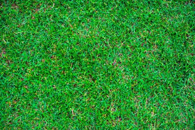 Green nature grass texture empty grass background top view