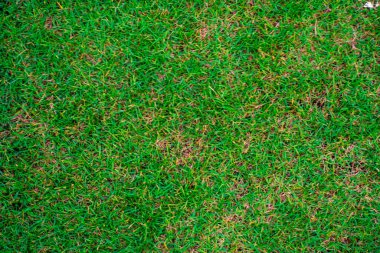 Green nature grass texture empty grass background top view